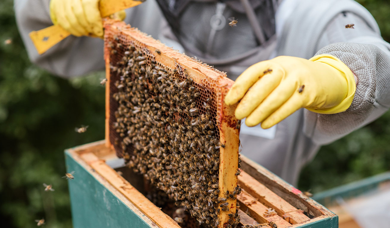 Foto: Ein Imker hält einen Bienenstockrahmen voller Bienen.
