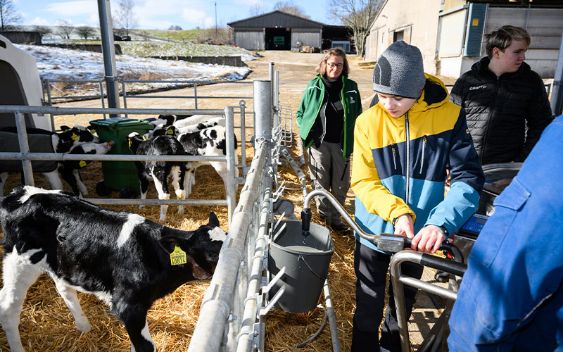 Foto: Ein Junge tränkt Kälber in einem Gehege im Freien.