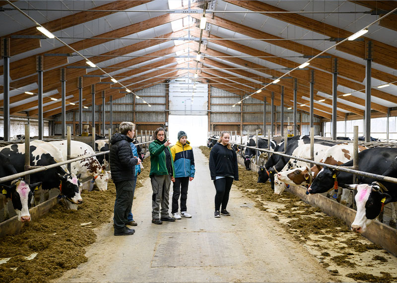 Foto: Jugendliche beobachten Kühe in einem Kuhstall.
