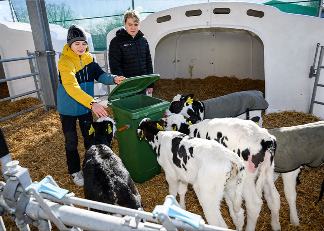 Foto: Zwei Jungen füttern Kälber im Stall.