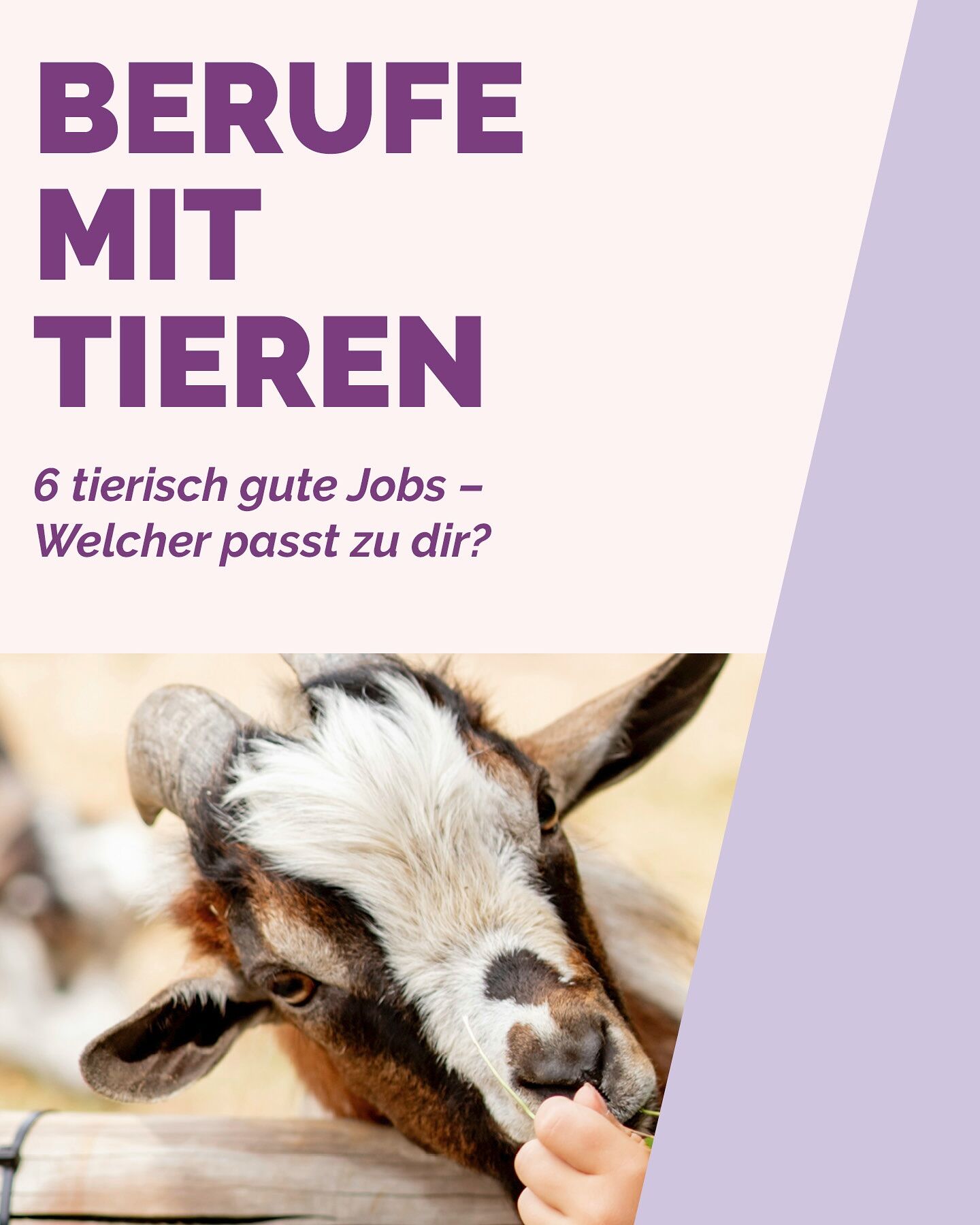 🐾 6 tierisch gute Jobs – Welcher passt zu dir? Heute ist Welttierschutztag und wir zeigen dir sieben Jobs, bei denen...